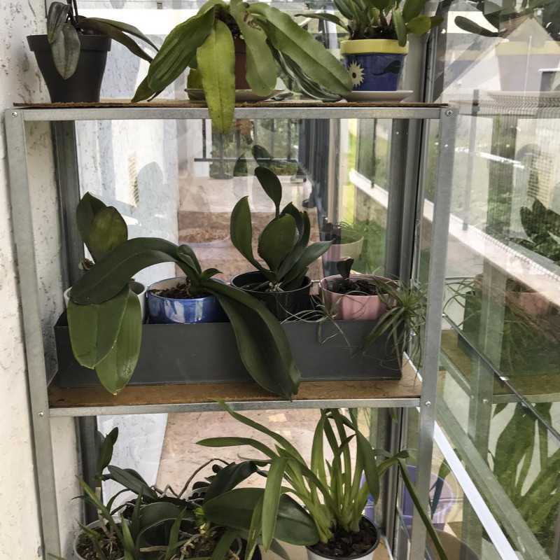 Invernadero adosado MÉLISSA 1,30 m²