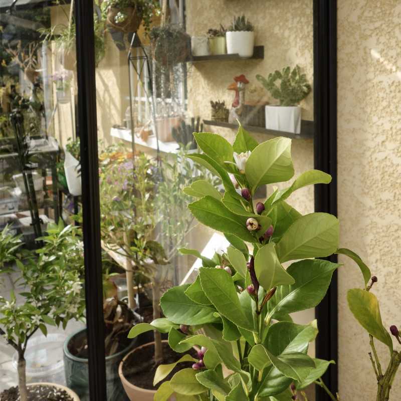 Serre LUXIA Adossée largeur 1,58 m